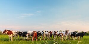 Challenging heifer rearing costs v returns – Part 1